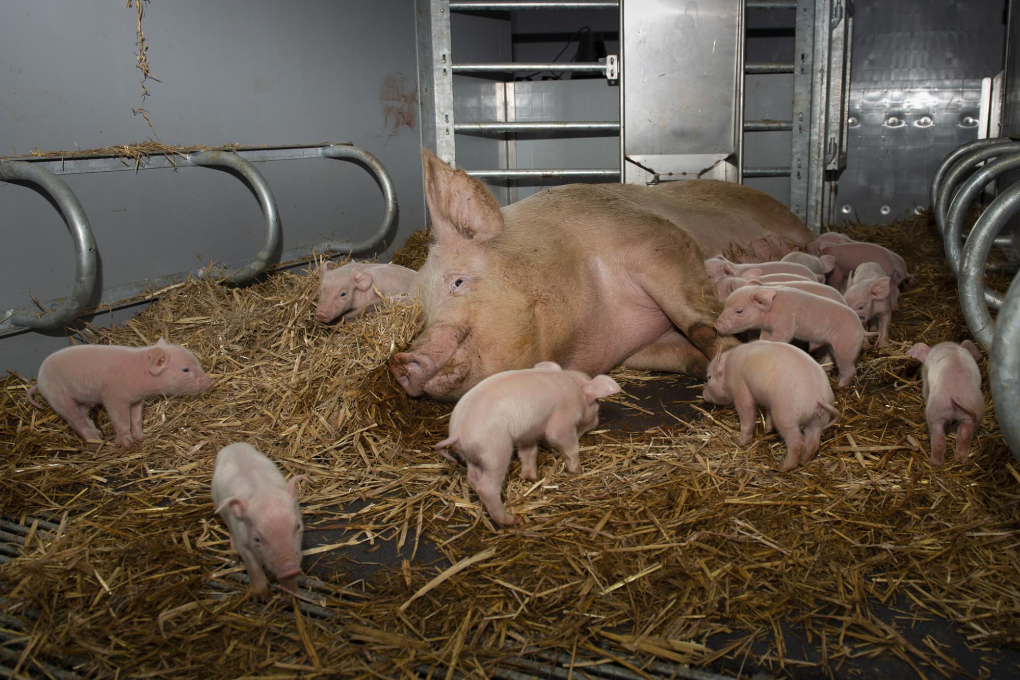 zeug in stroo met biggen rondom