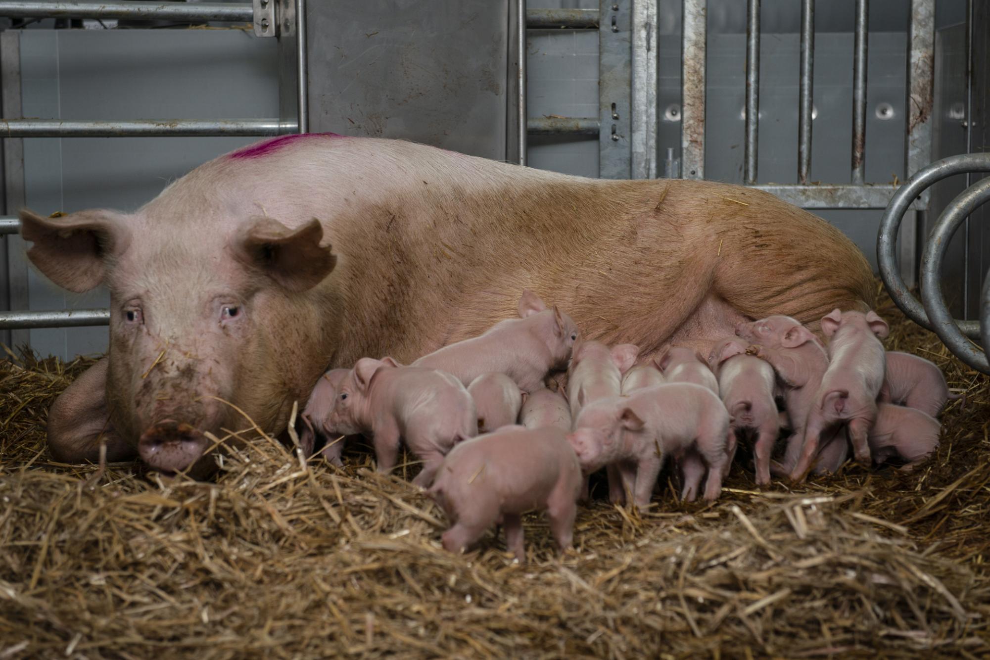Zeug kraamopfok in stroo met biggen